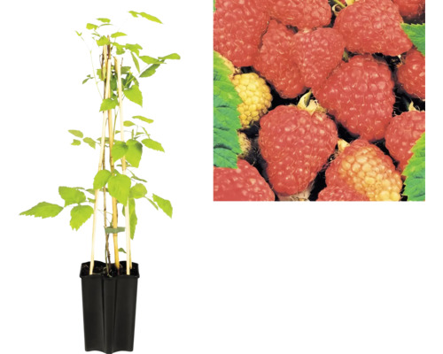 Malina Rubus idaeus v čiernom kvetináči s bambusovými tyčkami a detailným záberom zrelých plodov.