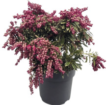 Pieris japonica s pestrými listami a ružovými púčikmi v tmavom kvetináči.
