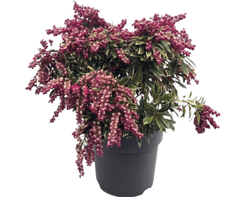 Pieris japonica s pestrými listami a ružovými púčikmi v tmavom kvetináči.
