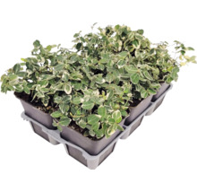 Bršlen Fortuneov Euonymus fortunei v malých kvetináčoch v pestovateľskom plate.