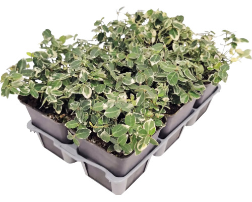 Bršlen Fortuneov Euonymus fortunei v malých kvetináčoch v pestovateľskom plate.