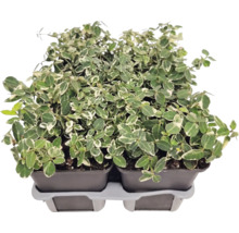 Bršlen Euonymus fortunei s bielo-zelenými listami v pestovateľských kvetináčoch na prepravnom podnose.