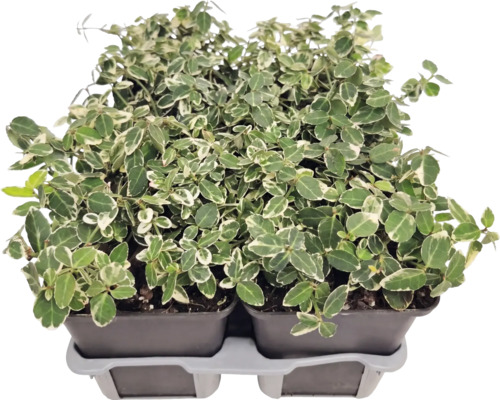 Bršlen Euonymus fortunei s bielo-zelenými listami v pestovateľských kvetináčoch na prepravnom podnose.