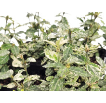 Bršlen Euonymus fortunei s panašovanými bielo-zelenými listami.