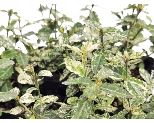 Bršlen Euonymus fortunei s panašovanými bielo-zelenými listami.
