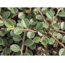 Detail skalníka (Cotoneaster dammeri) s malými oválnymi zelenými listami na červenohnedých vetvách.
