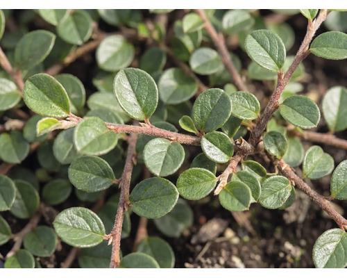 Detail skalníka (Cotoneaster dammeri) s malými oválnymi zelenými listami na červenohnedých vetvách.
