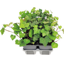 Brečtan popínavý (Hedera helix) s laločnatými listami v sivom plastovom pestovateľskom podnose.