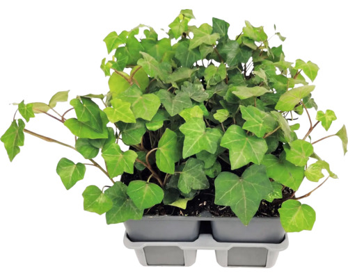 Brečtan popínavý (Hedera helix) s laločnatými listami v sivom plastovom pestovateľskom podnose.