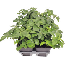 Pôdopokryvná rastlina pachysandra Pachysandra terminalis v pestovateľskom plate