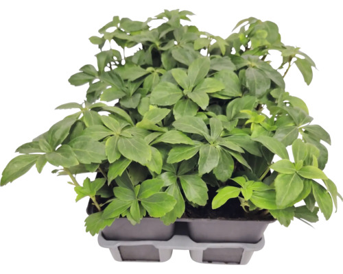 Pôdopokryvná rastlina pachysandra Pachysandra terminalis v pestovateľskom plate