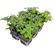 Pôdopokryvná rastlina Pachysandra terminalis pachysandra klasnatá v sadbovači s viacerými kvetináčmi.