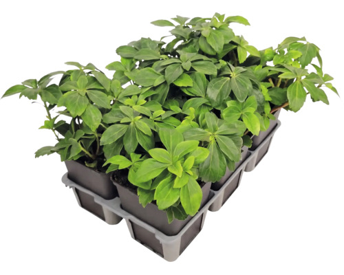 Pôdopokryvná rastlina Pachysandra terminalis pachysandra klasnatá v sadbovači s viacerými kvetináčmi.