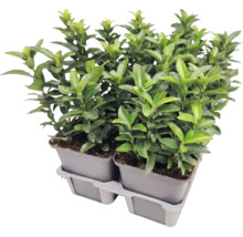 Bršlen japonský Euonymus japonicus v pestovateľských kvetináčoch na plastovom podnose.