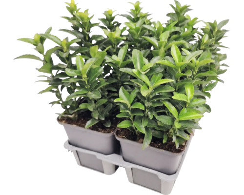 Bršlen japonský Euonymus japonicus v pestovateľských kvetináčoch na plastovom podnose.