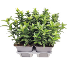Bršlen japonský Euonymus japonicus v pestovateľskom kvetináči, vždyzelená rastlina na živý plot do záhrady.