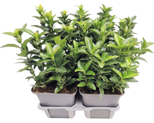Bršlen japonský Euonymus japonicus v pestovateľskom kvetináči, vždyzelená rastlina na živý plot do záhrady.