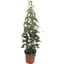 Čiernooká Zuzana (Thunbergia alata) s oranžovo-hnedými kvetmi v kvetináči s bambusovou oporou.