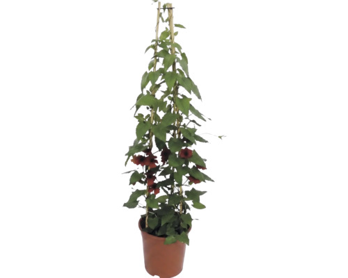 Čiernooká Zuzana (Thunbergia alata) s oranžovo-hnedými kvetmi v kvetináči s bambusovou oporou.