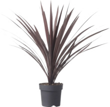Cordyline australis Red Star s dlhými mečovitými tmavočervenými listami v plastovom kvetináči.
