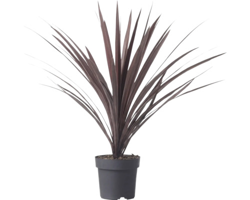 Cordyline australis Red Star s dlhými mečovitými tmavočervenými listami v plastovom kvetináči.