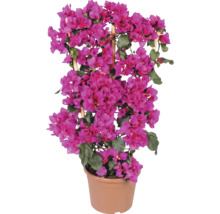 Ružová Bougainvillea v plastovom kvetináči s bambusovou oporou.