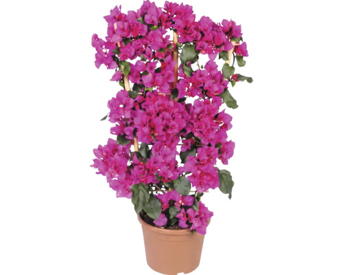 Ružová Bougainvillea v plastovom kvetináči s bambusovou oporou.