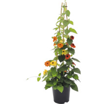 Tunsbergia krídlatá (Thunbergia alata) v kvetináči s bambusovou oporou, žlté a oranžové kvety s tmavým stredom.