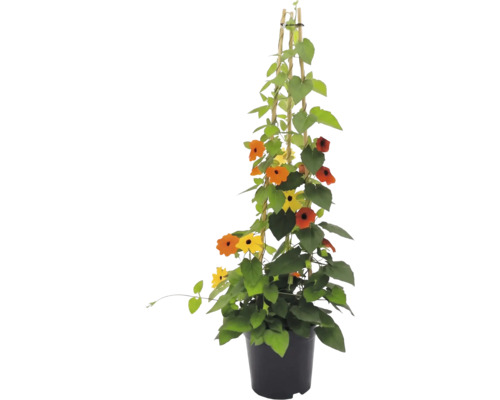 Tunsbergia krídlatá (Thunbergia alata) v kvetináči s bambusovou oporou, žlté a oranžové kvety s tmavým stredom.