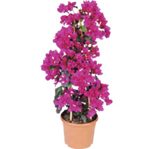 Bougainvillea s ružovými listeňmi v kvetináči s bambusovou oporou.