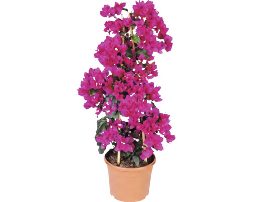 Bougainvillea s ružovými listeňmi v kvetináči s bambusovou oporou.