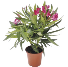 Oleander obyčajný Nerium oleander s ružovými kvetmi v kvetináči