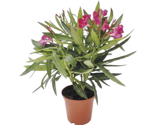 Oleander obyčajný Nerium oleander s ružovými kvetmi v kvetináči