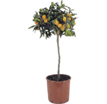 Kumkvát na kmienku Citrus japonica s oranžovými plodmi a zelenými listami v hnedom plastovom kvetináči.