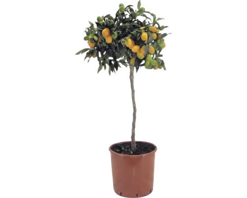 Kumkvát na kmienku Citrus japonica s oranžovými plodmi a zelenými listami v hnedom plastovom kvetináči.