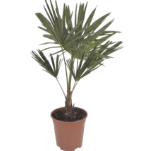 Palma konopná Trachycarpus fortunei s vejárovitými listami v hnedom plastovom kvetináči.