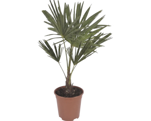 Palma konopná Trachycarpus fortunei s vejárovitými listami v hnedom plastovom kvetináči.