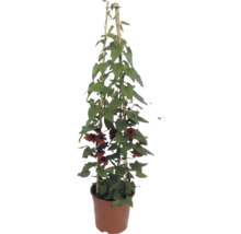 Čiernooká Zuzana (Thunbergia alata) s oranžovými kvetmi na bambusovej opore v kvetináči.