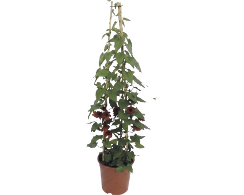 Čiernooká Zuzana (Thunbergia alata) s oranžovými kvetmi na bambusovej opore v kvetináči.