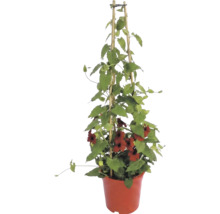 Popínavá Čiernooká Zuzana (Thunbergia alata) s červenými kvetmi v kvetináči na bambusovej opore.