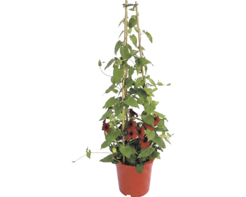 Popínavá Čiernooká Zuzana (Thunbergia alata) s červenými kvetmi v kvetináči na bambusovej opore.