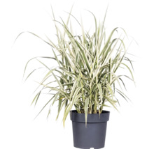 Trsteník obyčajný rákosovitý panašovaný FloraSelf Arundo donax 'Variegata' výška 30-100 cm kvetináč 3 l