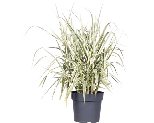 Trsteník obyčajný rákosovitý panašovaný FloraSelf Arundo donax 'Variegata' výška 30-100 cm kvetináč 3 l