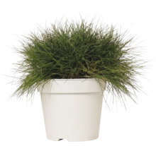 Kostrava metlovitá FloraSelf Festuca gautieri 'AmiGreen' výška 10-25 cm kvetináč 2 l