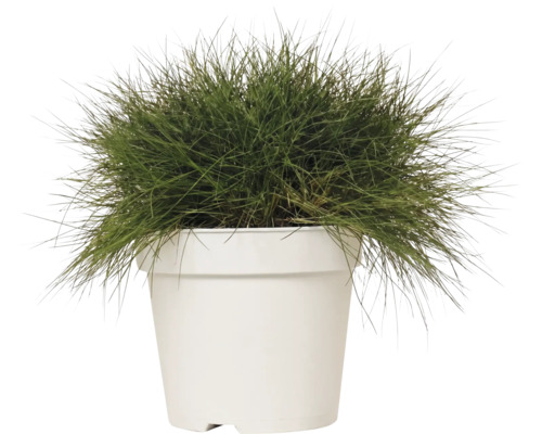 Kostrava metlovitá FloraSelf Festuca gautieri 'AmiGreen' výška 10-25 cm kvetináč 2 l