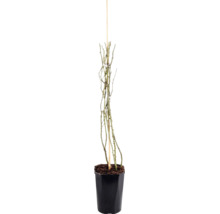Ruža pnúca FloraSelf Rosa 'New Dawn' 50-80 cm kvetináč 3 l