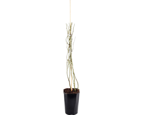 Ruža pnúca FloraSelf Rosa 'New Dawn' 50-80 cm kvetináč 3 l