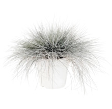 Kostrava sivá FloraSelf Festuca glauca 'Intense Blue' 10-25 cm kvetináč 2 l
