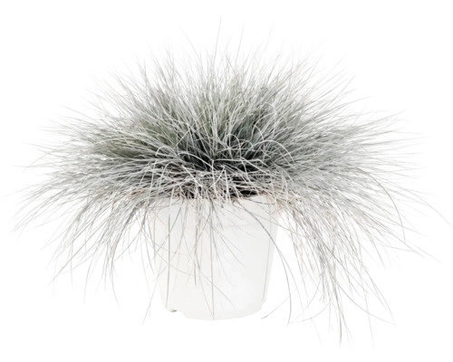 Kostrava sivá FloraSelf Festuca glauca 'Intense Blue' 10-25 cm kvetináč 2 l