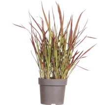 Okrasná tráva mix FloraSelf kvetináč 14 cm 1 ks, rôzne druhy